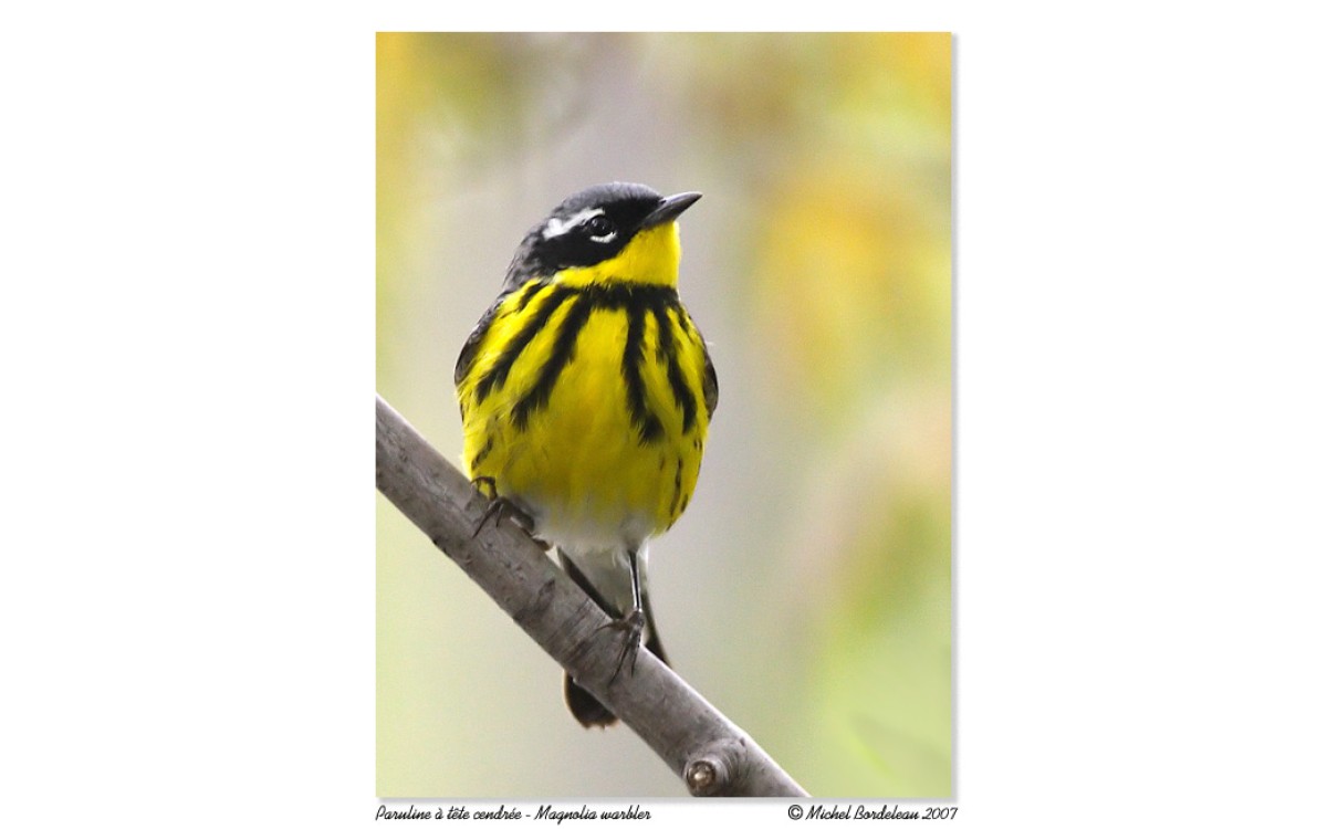 Migratory birds are coming: get your backyard ready!