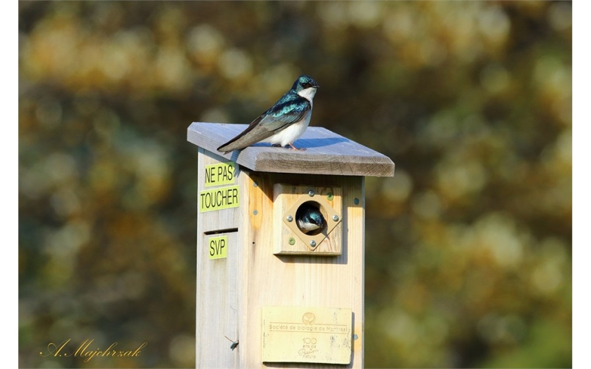 How to Choose and Install a Nest Box