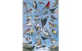 Découvrir les oiseaux (2)