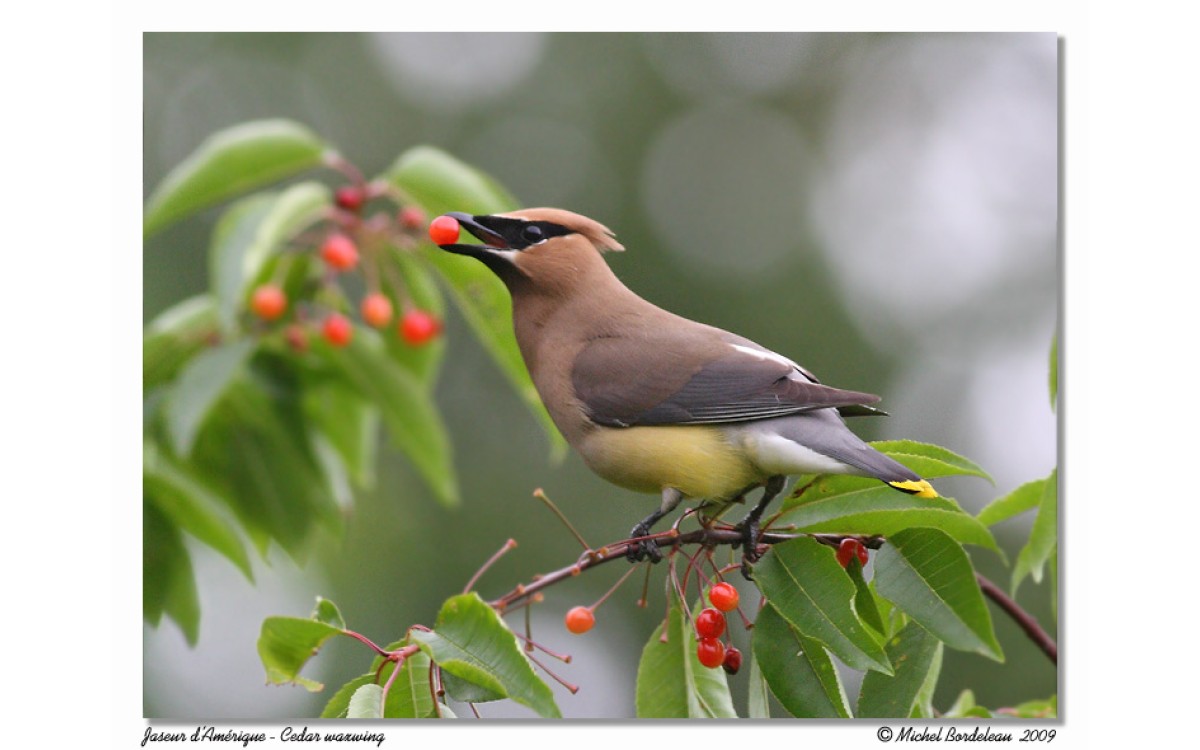 Que mangent vraiment les oiseaux dans la nature ? Découvrez l’alimentation des espèces du Québec