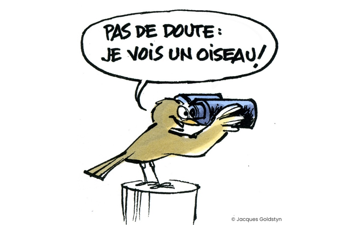 Comment protéger les oiseaux : des gestes simples pour un impact durable