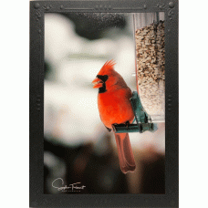 Greeting card - Cardinal feeding
