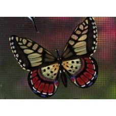 Protège-moustiquaire aimanté - Papillon brun et jaune