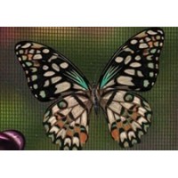 Magnetized Screen Saver - Green and Beige Butterfly