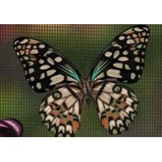 Protège-moustiquaire aimanté - Papillon vert et beige