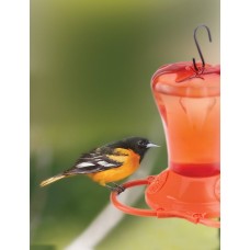 Gift Box – Gourmet Orioles fait