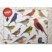 Puzzle 2000 pieces - World of Birds - Sibley