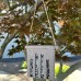 Suet Cake Bird Feeder - Earthy Sustainable