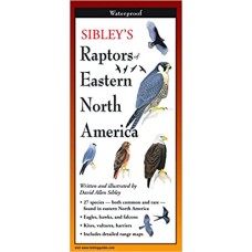 Sibley's Raptors of Eastern North America 