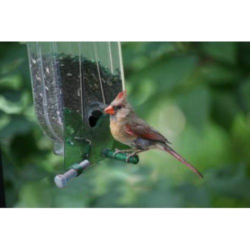 Mangeoire le Restaurant : complète pour voir les oiseaux se régaler