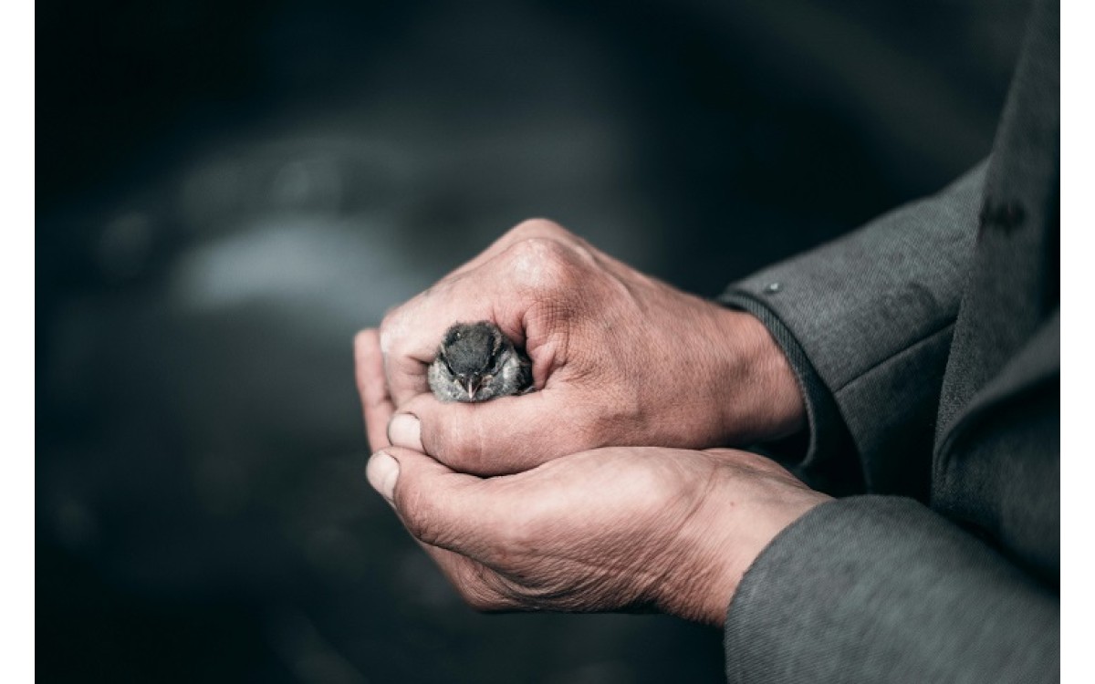 Comment protéger les oiseaux : des gestes simples pour un impact durable